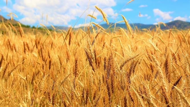 Wheat Process